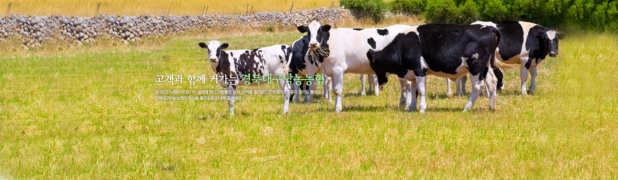 고객과 함께하는 경북대구낙농농협-젖소